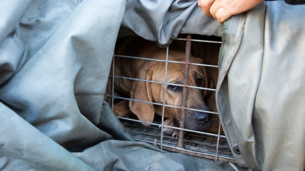 Η Νότια Κορέα υιοθέτησε ν/σ για την απαγόρευση του εμπορίου κρέατος σκύλου