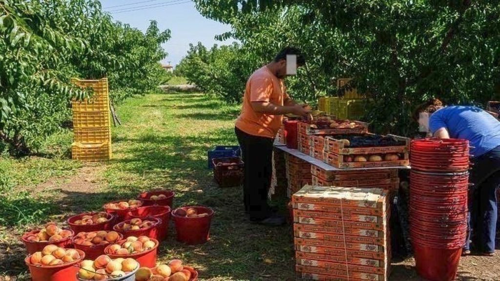 Αυξήθηκαν τα στρέμματα με παραμορφωμένα πυρηνόκαρπα στη Μακεδονία