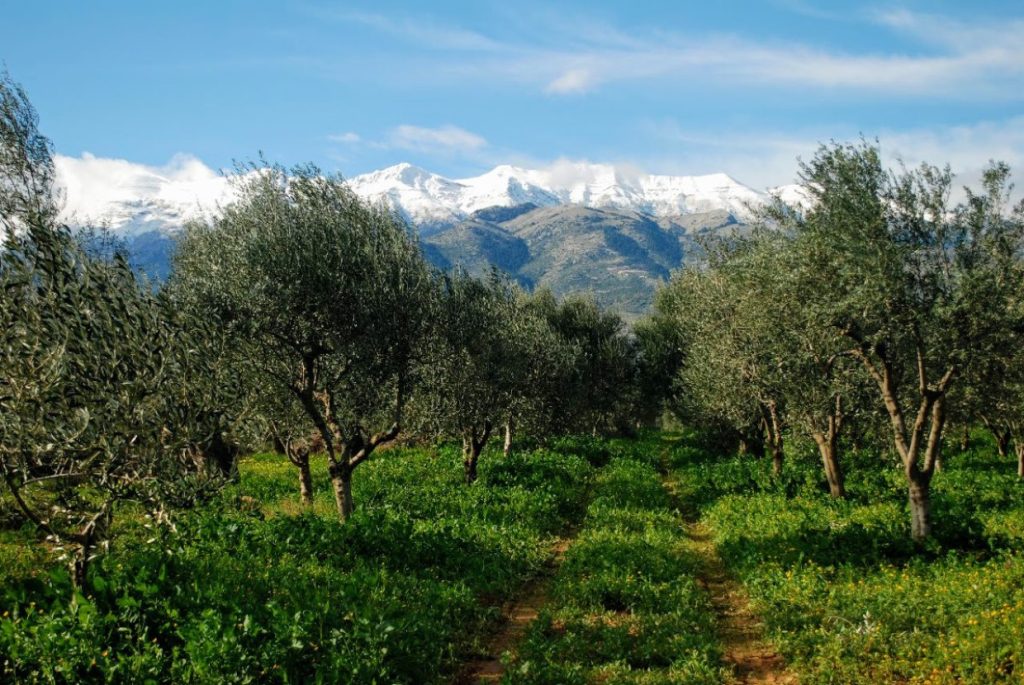 «Όλη η Ελλάδα ένας βιολογικός ελαιώνας» λέει ο κορυφαίος για το 2023 ελαιοπαραγωγός
